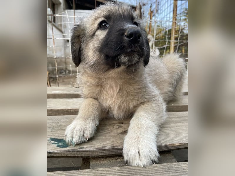 Venus, geb. ca. 08/2022, lebt in GRIECHENLAND, auf einer privaten Pflegestelle