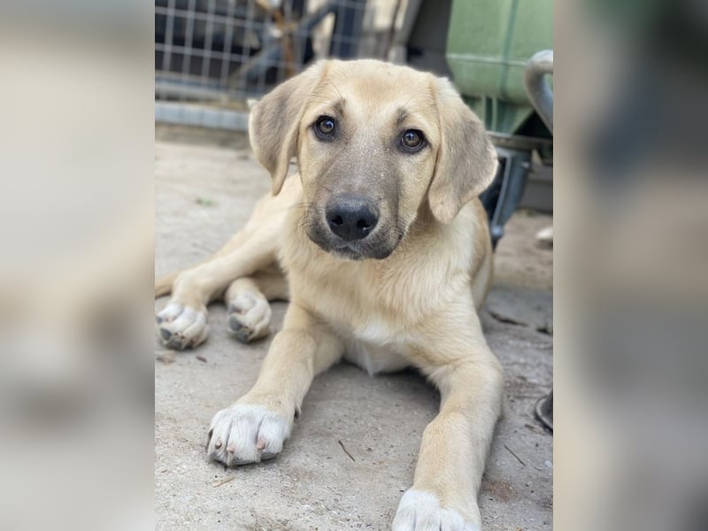 Arthur, geb. ca. 02/2024, lebt in GRIECHENLAND, im städt. Tierheim Serres