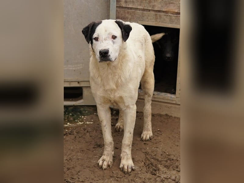 Ronny, geb. ca. 09/2022, lebt in GRIECHENLAND, im städt. Tierheim Serres