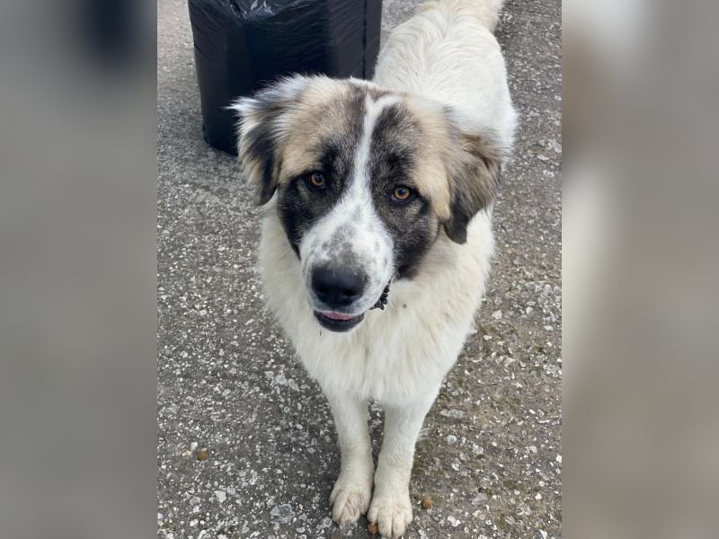 Chef, geb. ca. 07/2025, lebt in GRIECHENLAND, im städt. Tierheim Serres