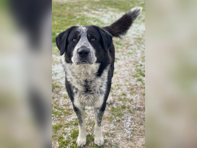 Malik, geb. ca.02/2022, lebt in GRIECHENLAND, im städt. Tierheim Serres