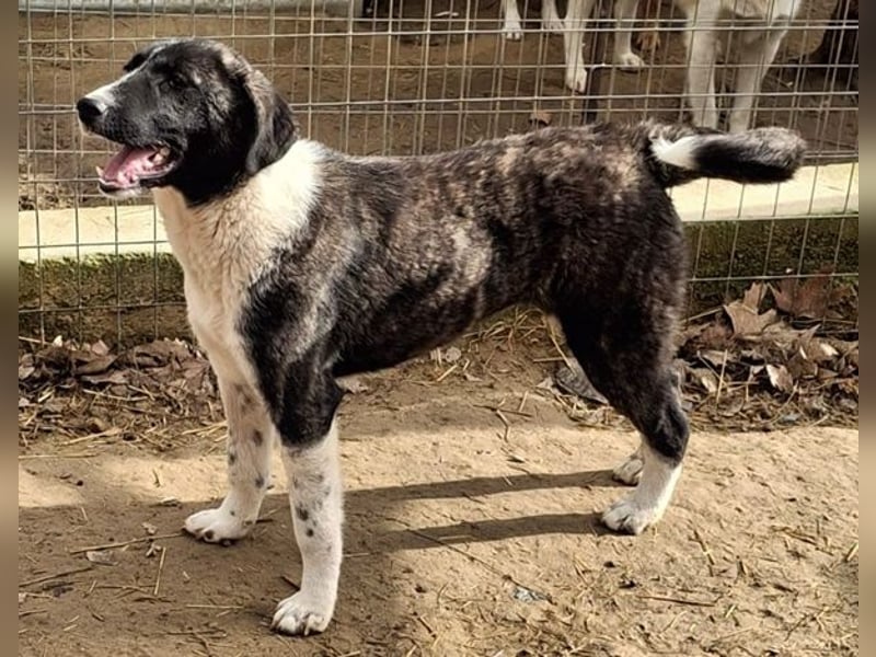 Tsuki, geb. ca. 04/2025, lebt in GRIECHENLAND, auf einer privaten Pflegestelle