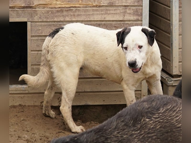 Ronny, geb. ca. 09/2022, lebt in GRIECHENLAND, im städt. Tierheim Serres
