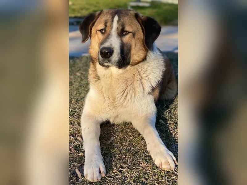 Anxton, geb. ca. 02/2022, lebt in GRIECHENLAND, im städt. Tierheim Serres