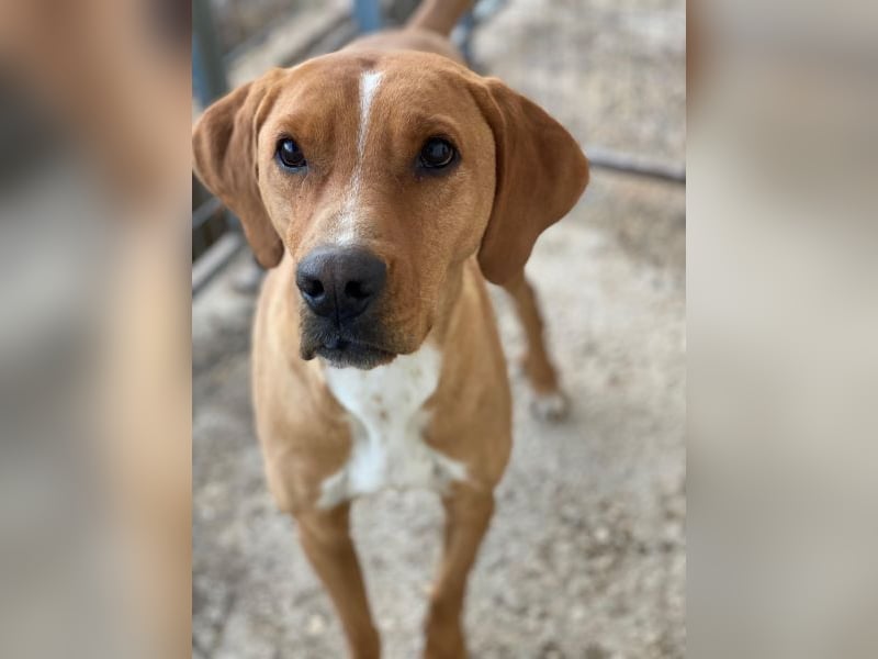 Olli, geb. ca. 11/2022, lebt in GRIECHENLAND, auf einer privaten Pflegestelle