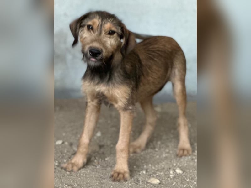 Woody, geb. ca. 02/2026, lebt in GRIECHENLAND, im städt. Tierheim Serres