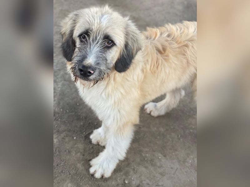 Taigo, geb. ca.09/2025, lebt in GRIECHENLAND, im städt. Tierheim Serres