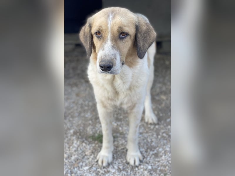 Clementini, geb. ca. 03/2019, lebt in GRIECHENLAND, im städt. Tierheim Serres