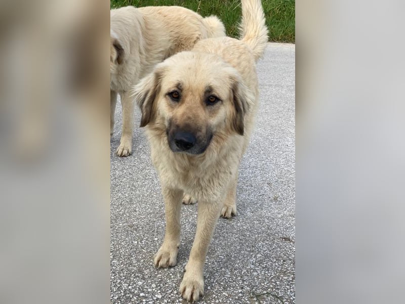 Hermine Granger, geb. ca. 12/2023, lebt in GRIECHENLAND, im städt. Tierheim Serres