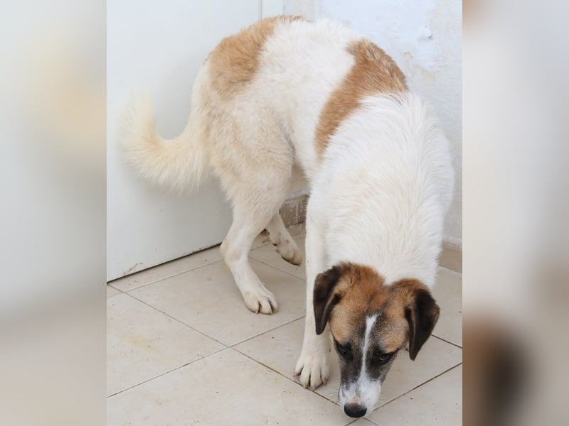 Taro, geb. ca. 08/2018, lebt in GRIECHENLAND, im städt. Tierheim Serres