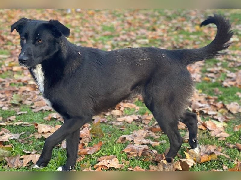 Glorietta, geb. ca. 07/2025, lebt in GRIECHENLAND, im städt. Tierheim Serres