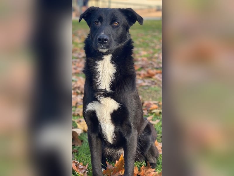 Glorietta, geb. ca. 07/2025, lebt in GRIECHENLAND, im städt. Tierheim Serres