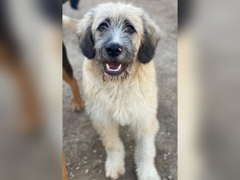 Taigo, geb. ca.09/2025, lebt in GRIECHENLAND, im städt. Tierheim Serres