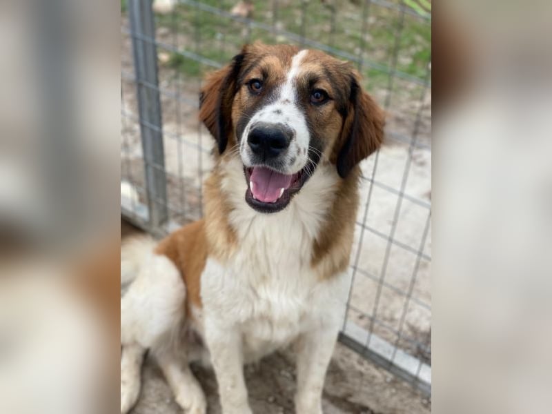 Barkley, geb. ca. 10/2024, lebt in GRIECHENLAND, auf einer privaten Pflegestelle