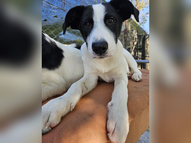 Capper, geb. ca. 06/2024, lebt in GRIECHENLAND, im städt. Tierheim Serres