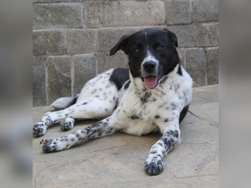 Kimisi, geb. ca. 03/2024, lebt in GRIECHENLAND, auf einer privaten Pflegestelle