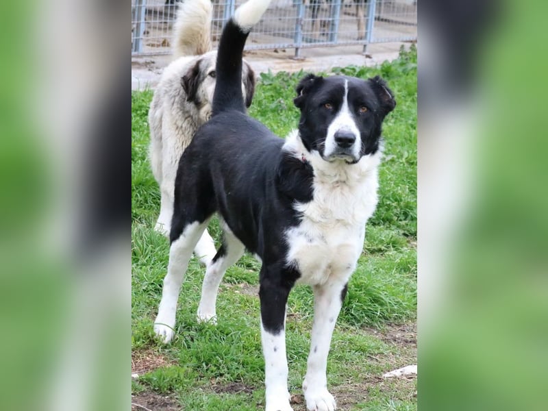 Eddy, geb. ca. 01/2018, lebt in GRIECHENLAND, im städt. Tierheim Serres