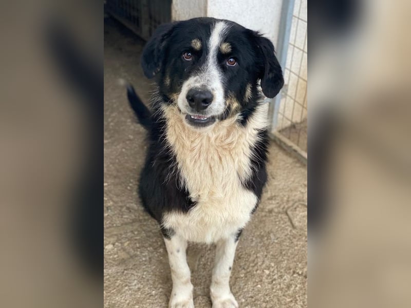 Cars, geb. ca. 12/2023, lebt in GRIECHENLAND, im städt. Tierheim Serres