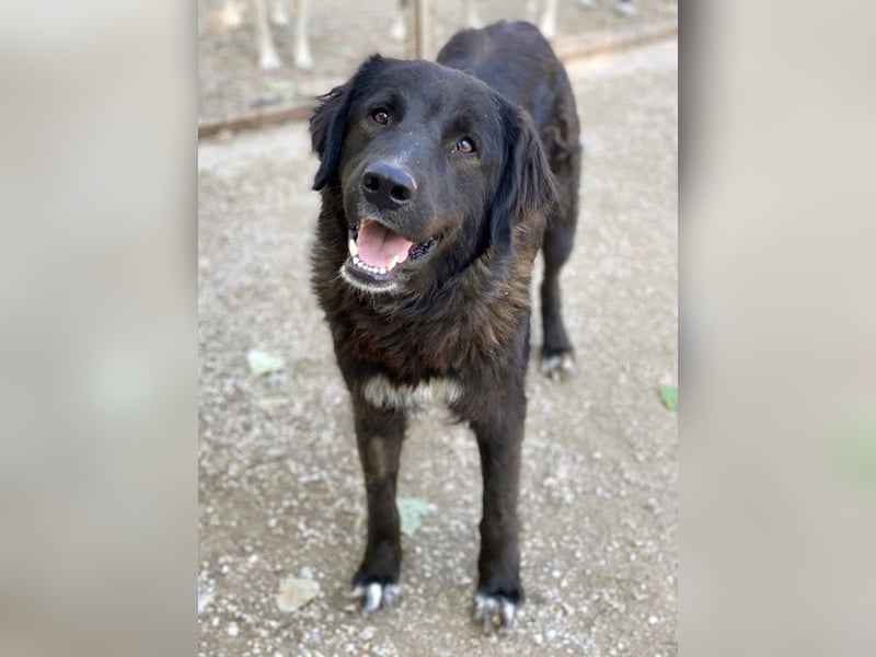 Jette, geb. ca. 01/2024, lebt in GRIECHENLAND, im städt. Tierheim Serres