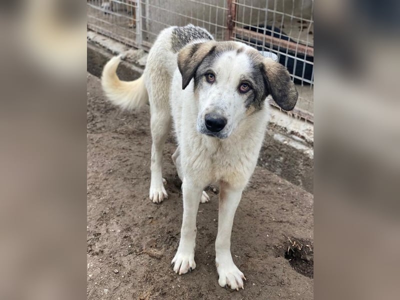 Aron, geb. ca. 02/2024, lebt in GRIECHENLAND, im städt. Tierheim Serres