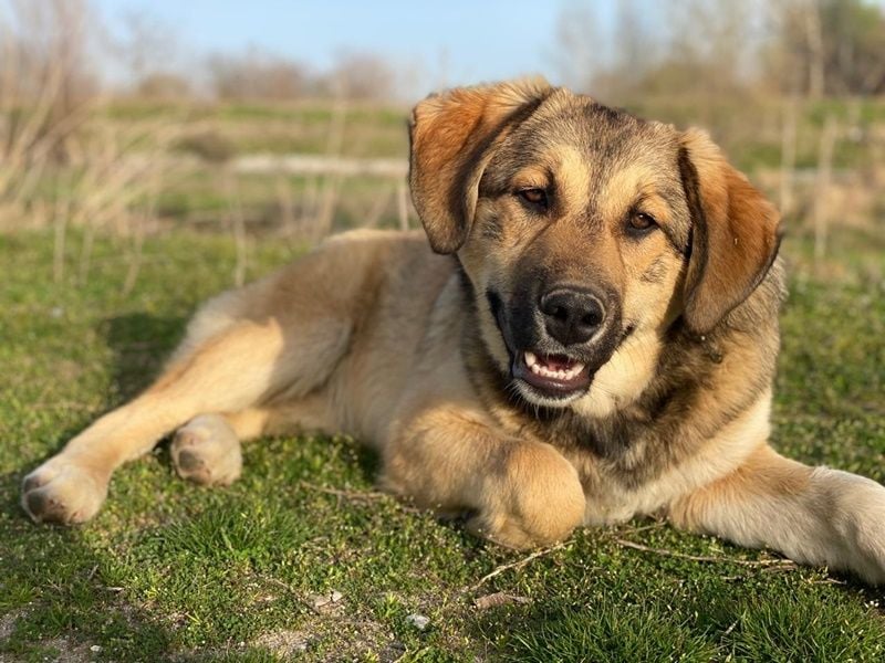 Pola, geb. ca. 09/2024, lebt in GRIECHENLAND, im städt. Tierheim Serres