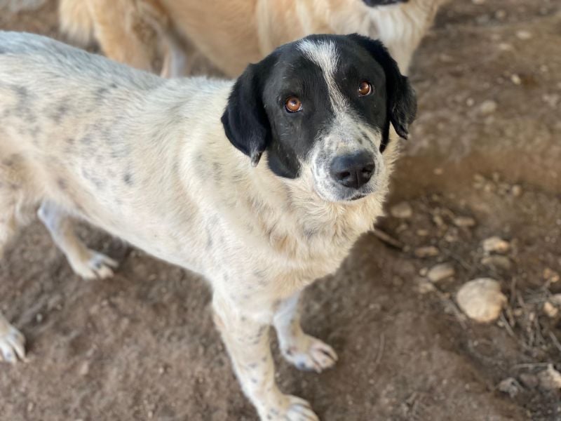 Valentino, geb. ca. 05/2021, lebt in GRIECHENLAND, im städt. Tierheim Serres
