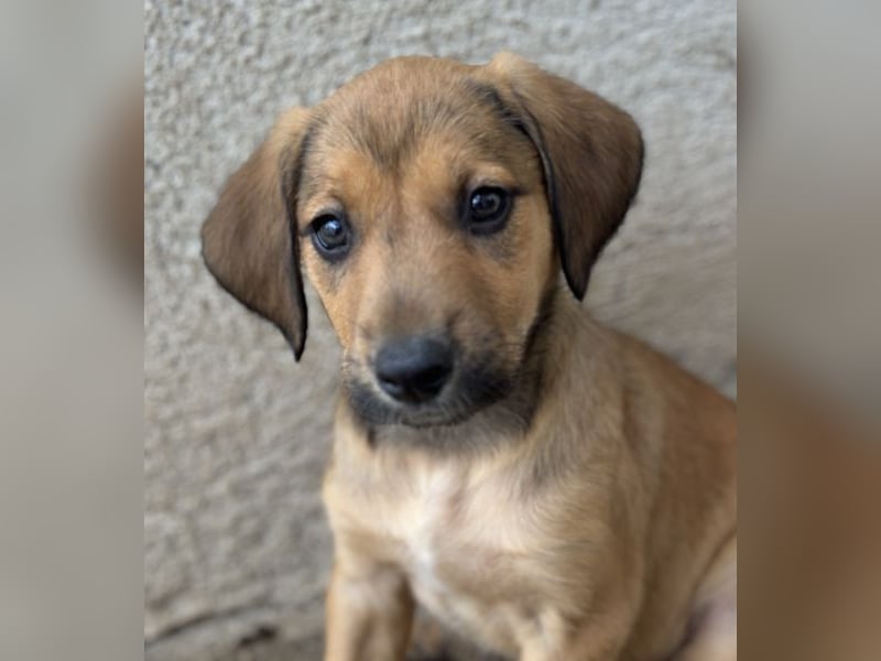 Tiana, geb. ca. 02/2026, lebt in GRIECHENLAND, im städt. Tierheim Serres