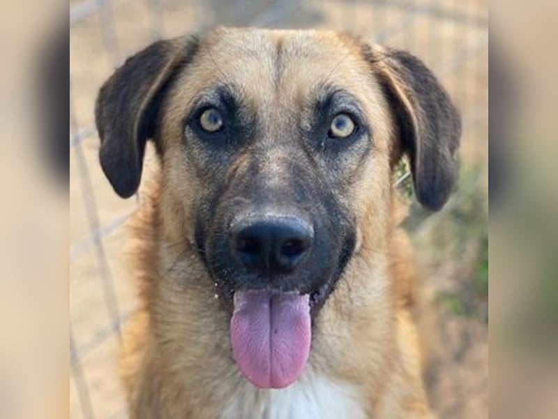 Stübi, geb. ca. 05/2023, lebt in GRIECHENLAND, im städt. Tierheim Serres