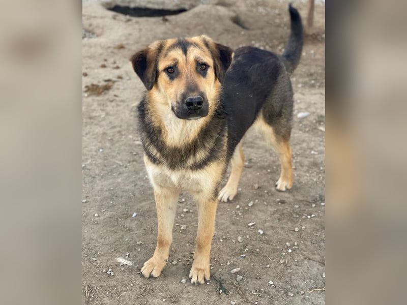 Elphaba, geb. ca. 07/2025, lebt in GRIECHENLAND, im städt. Tierheim Serres