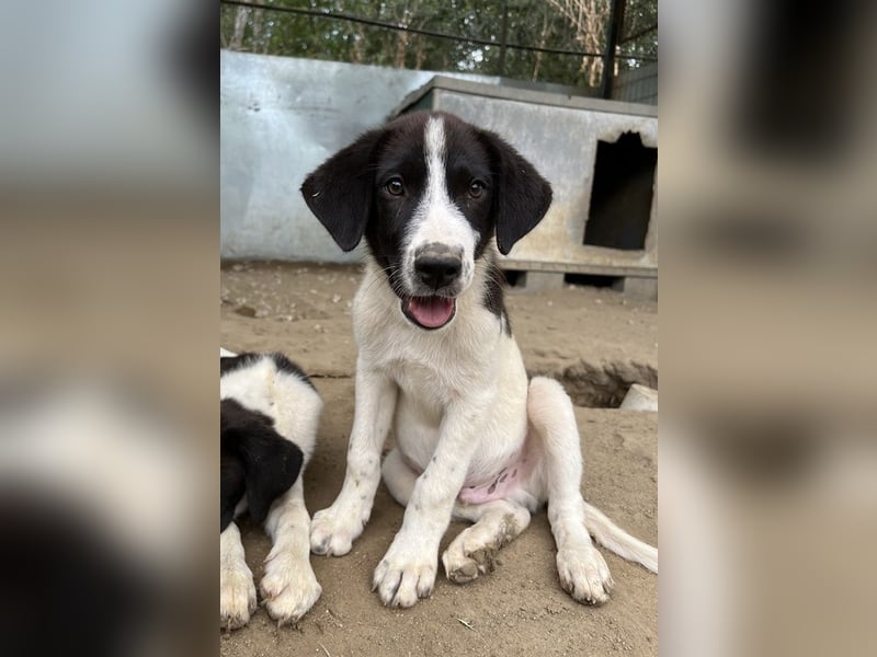 Sandor, geb. ca. 05/2024, lebt in GRIECHENLAND, auf einer privaten Pflegestelle