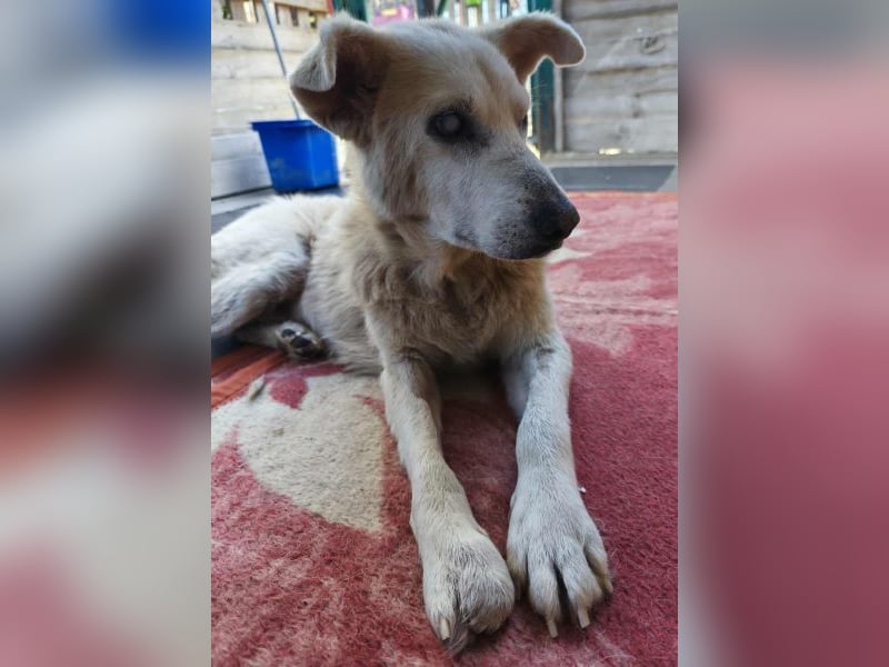 Pipina, geb. ca. 06/2014, lebt in GRIECHENLAND, auf einer privaten Pflegestelle