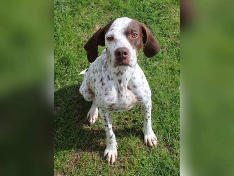 Acira, geb. ca. 04/2023, lebt auf einer Pflegestelle in 67735 Mehlbach