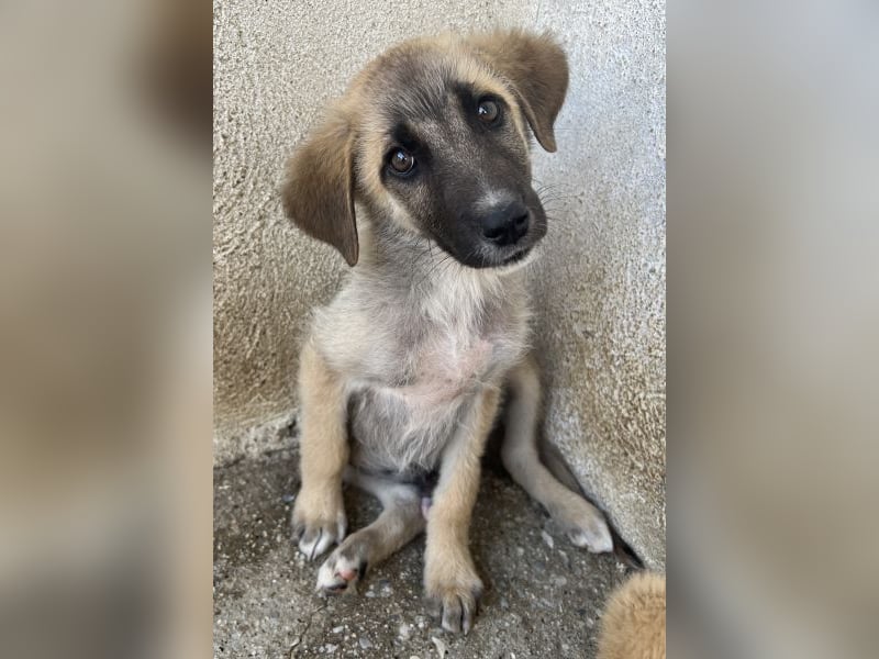 Yunos, geb. ca. 03/2026, lebt in GRIECHENLAND, im städt. Tierheim Serres