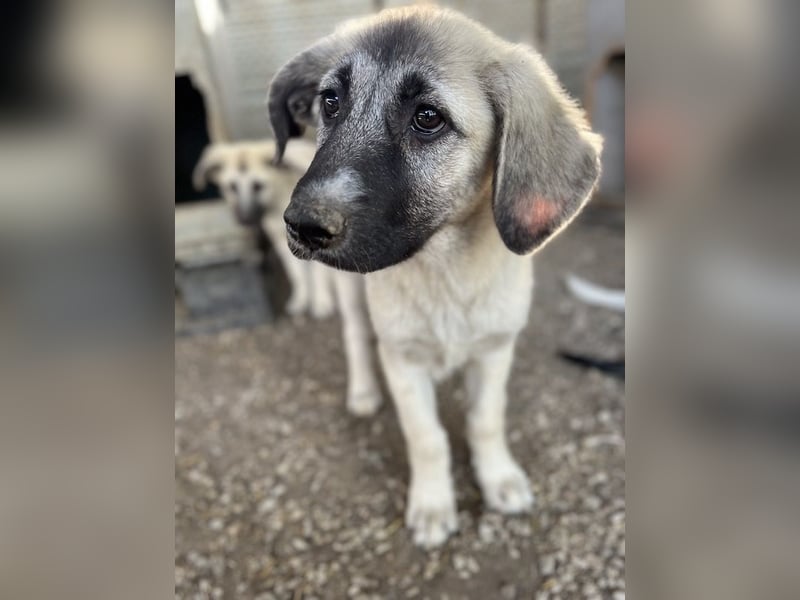 Juju, geb. ca. 02/2024, lebt in GRIECHENLAND, im städt. Tierheim Serres