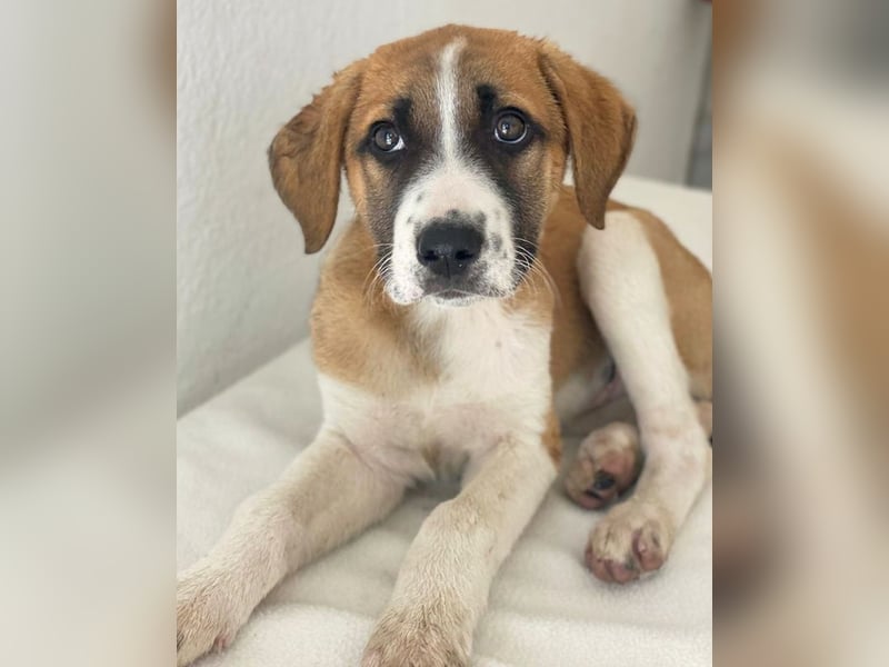 Juno, geb. 03/2025, lebt in GRIECHENLAND, im städt. Tierheim Serres