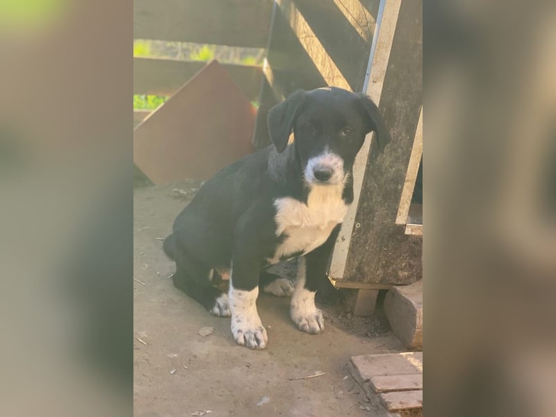 Pinot Noir, geb. ca. 08/2025, lebt in GRIECHENLAND, auf einer privaten Pflegestelle