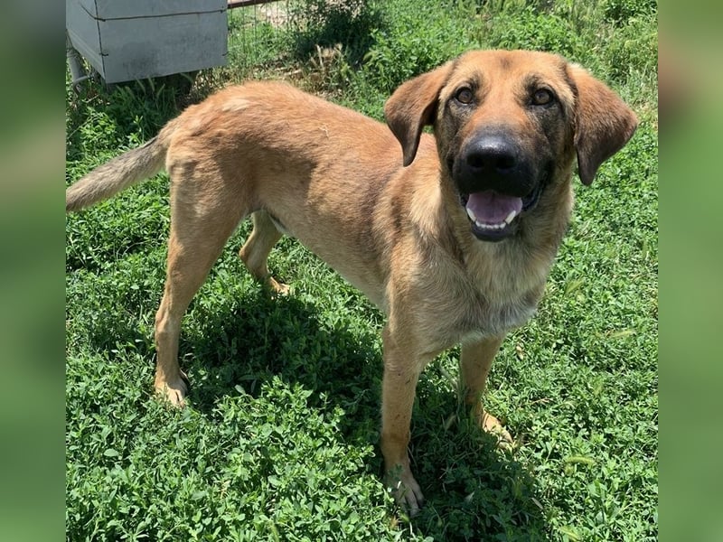 Xawi, geb. ca. 12/2019, lebt in GRIECHENLAND, im städt. Tierheim Serres