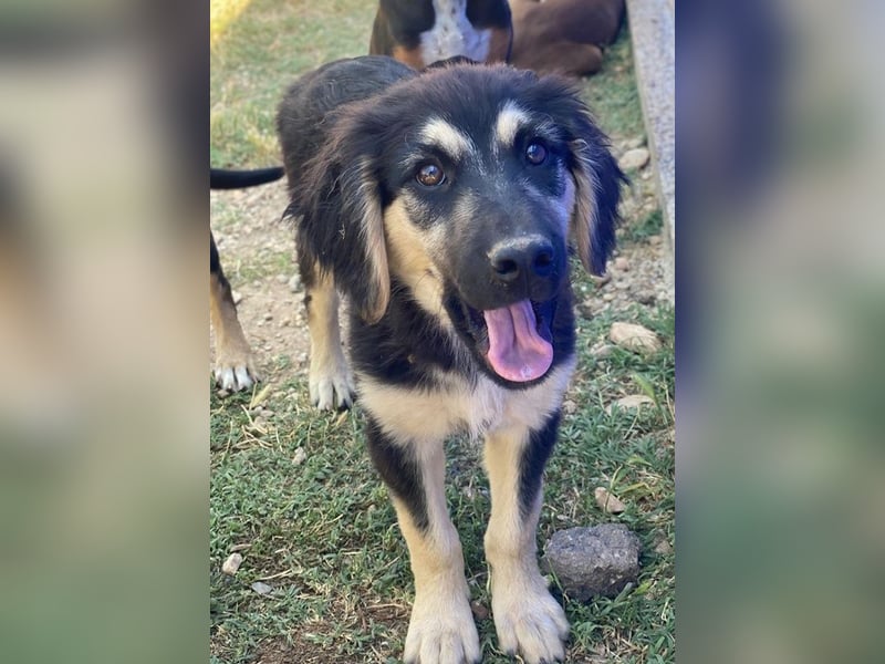 Quana, geb. ca. 02/2025, lebt in GRIECHENLAND, auf einer privaten Pflegestelle