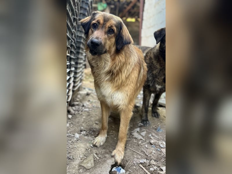 Melica, geb. ca. 09/2023, lebt in GRIECHENLAND, auf einer privaten Pflegestelle