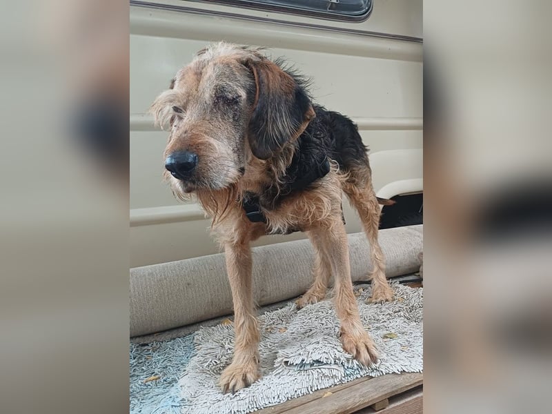 Yasko, geb. ca. 11/2022, lebt auf einer Pflegestelle in 44649 Herne