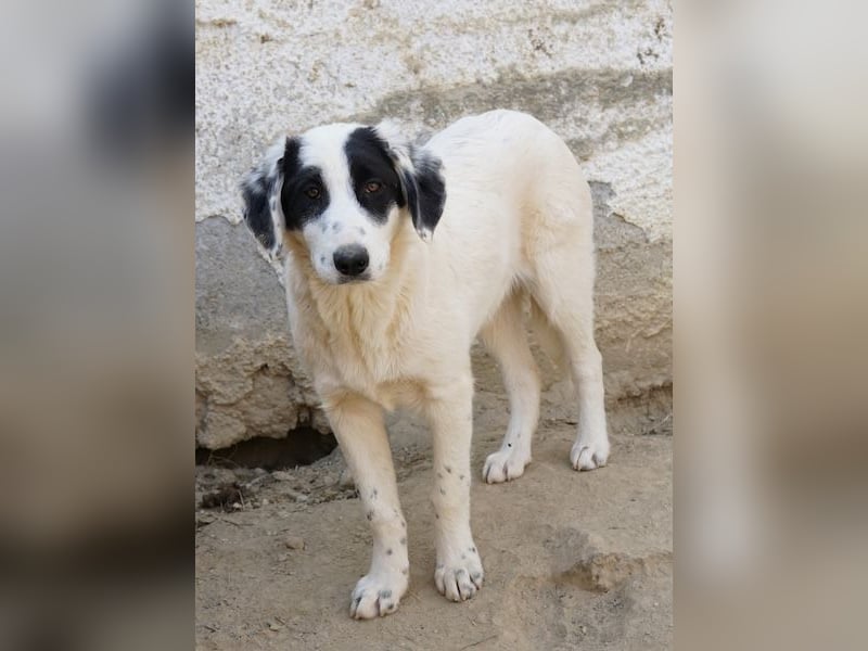 Sauvignon Blanc, geb. ca. 09/2025, lebt in GRIECHENLAND, auf einer privaten Pflegestelle