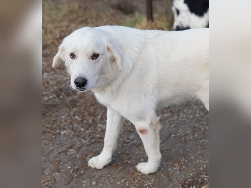 Idallo, geb. ca. 12/2020, lebt in GRIECHENLAND, im städt. Tierheim Serres