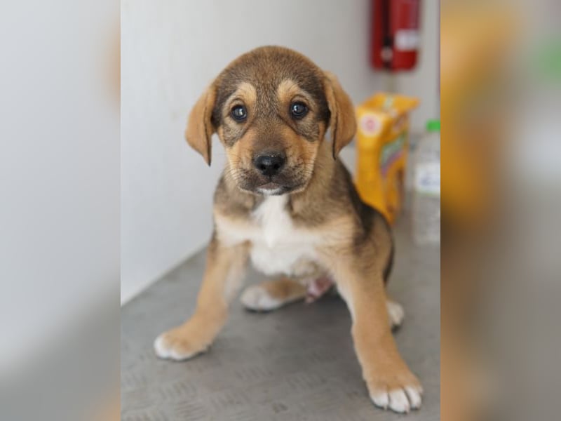 Kuba, geb. ca. 12/2025, lebt in GRIECHENLAND, auf einer privaten Pflegestelle