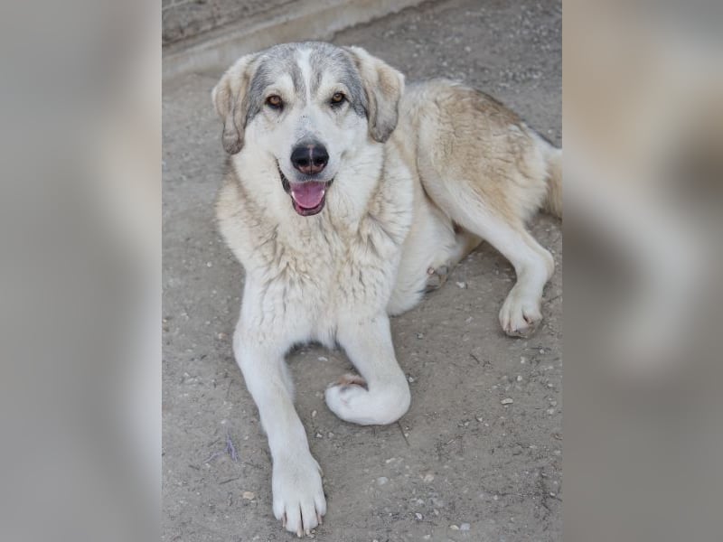 Lykos, geb. ca. 12/2023, lebt in GRIECHENLAND, im städt. Tierheim Serres