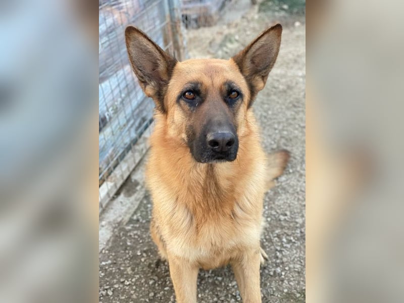 Wilma, geb. ca. 04/2021, lebt in GRIECHENLAND, im städt. Tierheim Serres