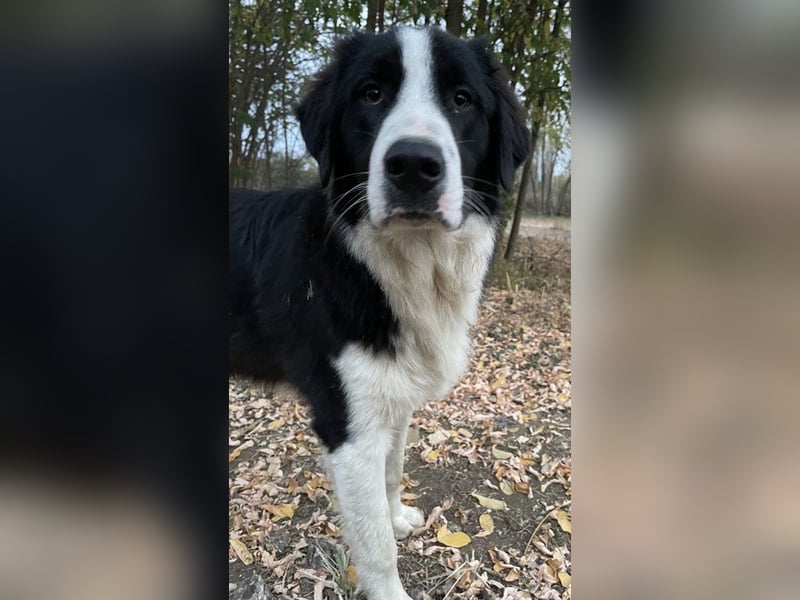 Sloan, geb. ca. 01/2022, lebt in GRIECHENLAND, auf einem Gelände, wird notdürftig versorgt