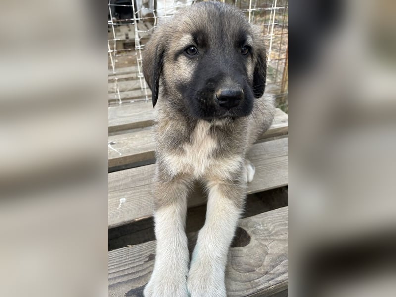 Cosy, geb. ca. 08/2022, lebt in GRIECHENLAND, auf einer privaten Pflegestelle