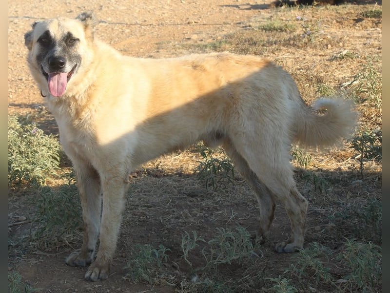 Romero, geb. ca. 12/2021, lebt in GRIECHENLAND, auf einem Gelände, wird notdürftig versorgt