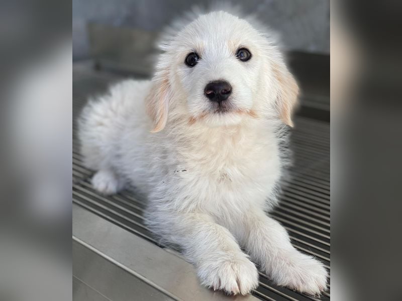 Zucker, geb. ca. 01/2026, lebt in GRIECHENLAND, auf einer privaten Pflegestelle