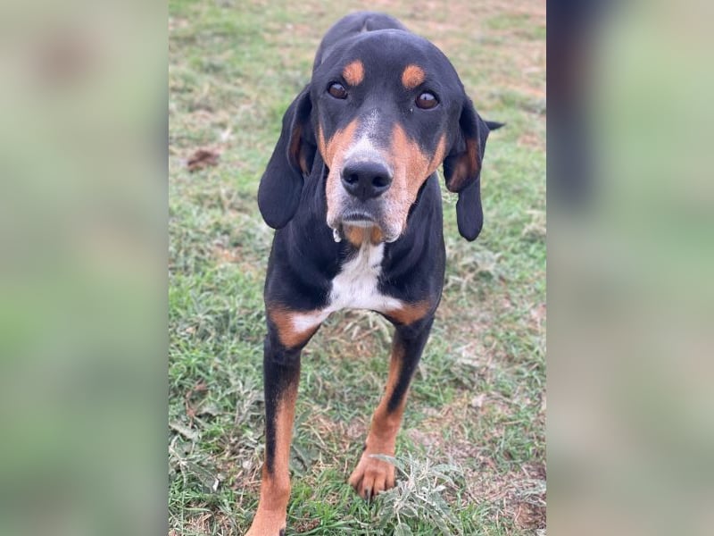 Joker, geb. ca. 11/2021, lebt in GRIECHENLAND, im städt. Tierheim Serres Joker, geb. ca. 11/2021, lebt in GRIECHENLAND, im städt. Tierheim Serres